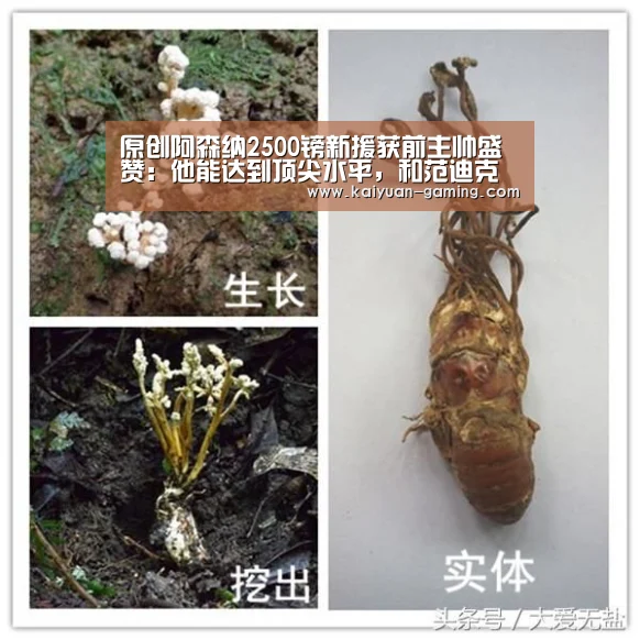 原创阿森纳2500镑新援获前主帅盛赞:他能达到顶尖水平,和范迪克一样成功‘开元导航’(图3) 开元导航